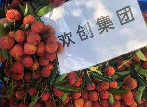 夏日好“枝”味，开云足球,开云足球(中国)
集团发福“荔”啦
